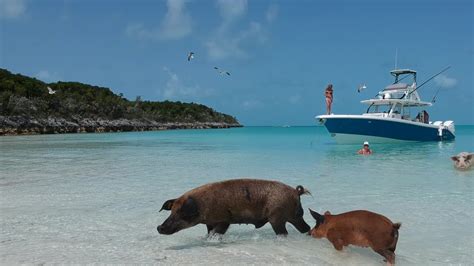 eleuthera pigs|Eleuthera Boat Tours 